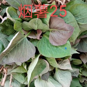 正宗山东各类红薯苗需要的老板联系我