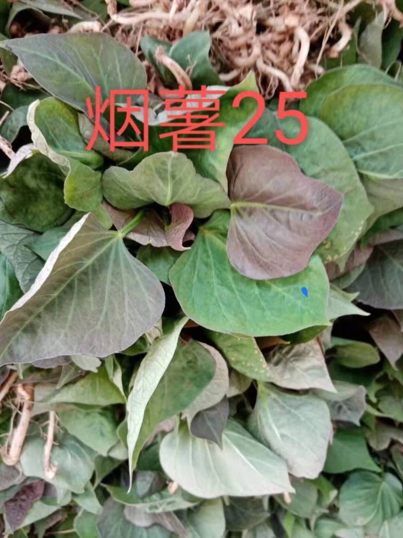 正宗山东各类红薯苗需要的老板联系我