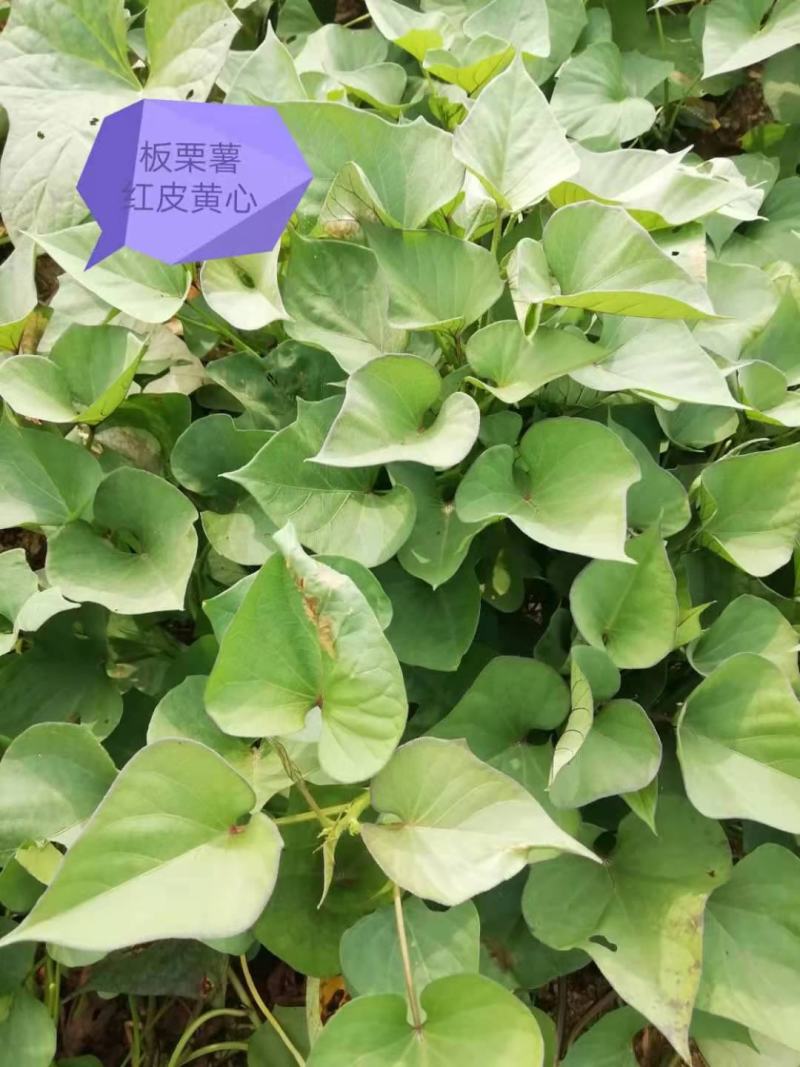 正宗山东各类红薯苗需要的老板联系我