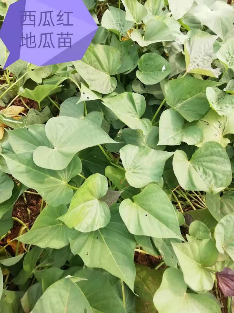 正宗山东各类红薯苗需要的老板联系我