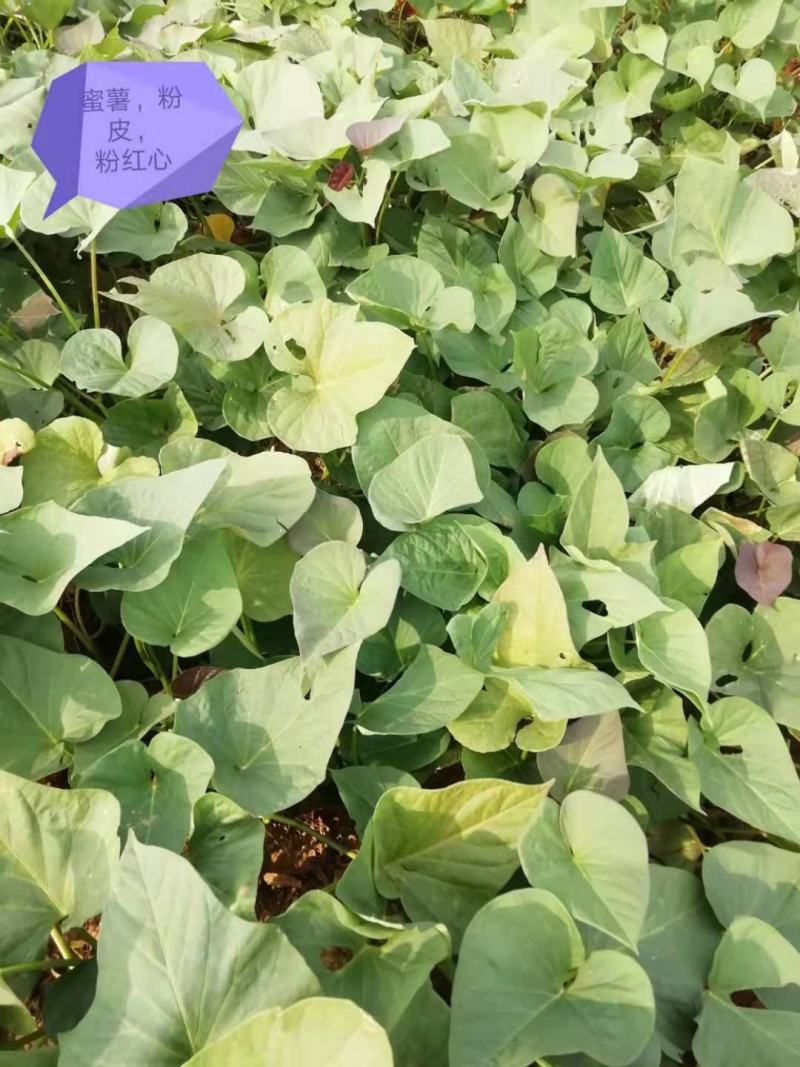 正宗山东各类红薯苗需要的老板联系我