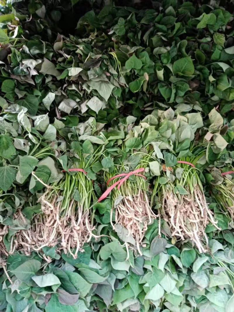 正宗山东各类红薯苗需要的老板联系我