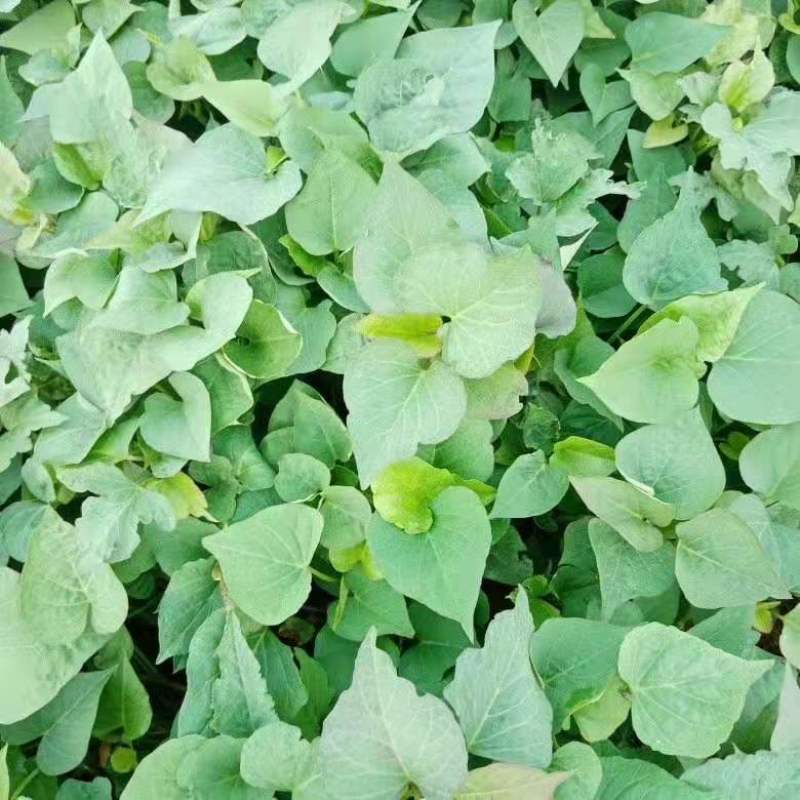 正宗山东各类红薯苗需要的老板联系我