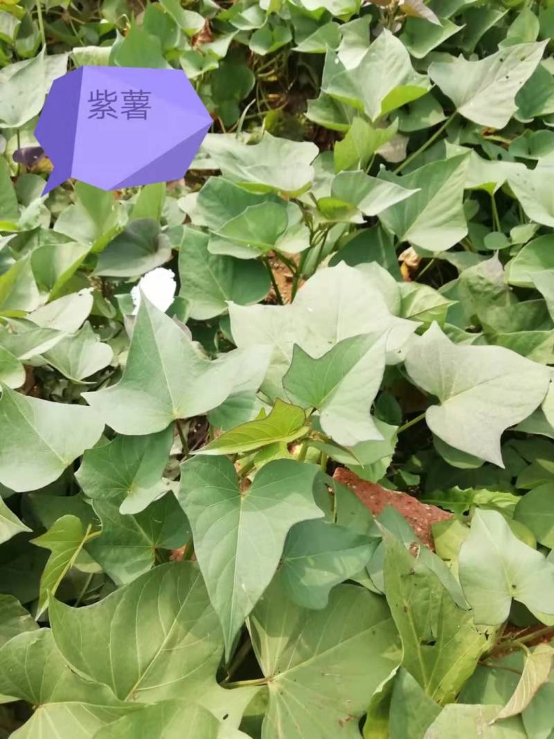 正宗山东各类红薯苗需要的老板联系我