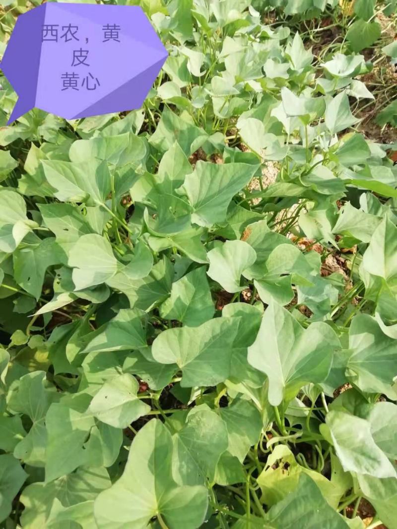 正宗山东各类红薯苗需要的老板联系我