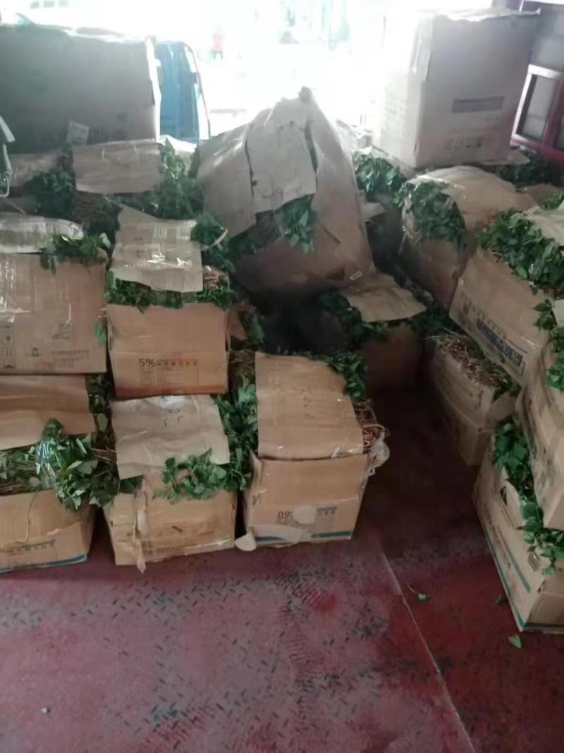 正宗山东各类红薯苗需要的老板联系我