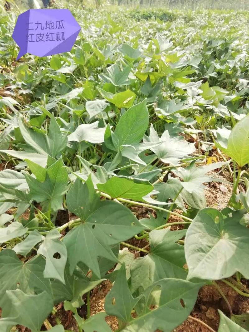 正宗山东各类红薯苗需要的老板联系我