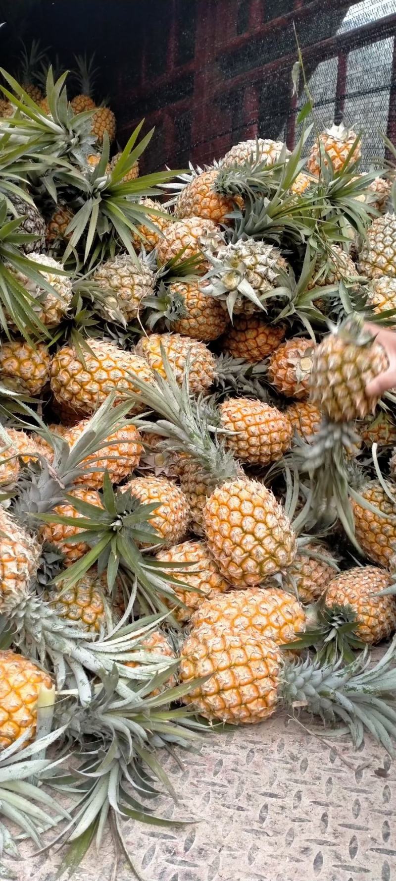 云南红河河口香水菠萝\大量现货丶产地直发电商货、市场货