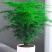 文竹盆栽盆景植物室内客厅花卉办公室桌面绿植好养四季常青大