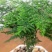 文竹盆栽盆景植物室内客厅花卉办公室桌面绿植好养四季常青大