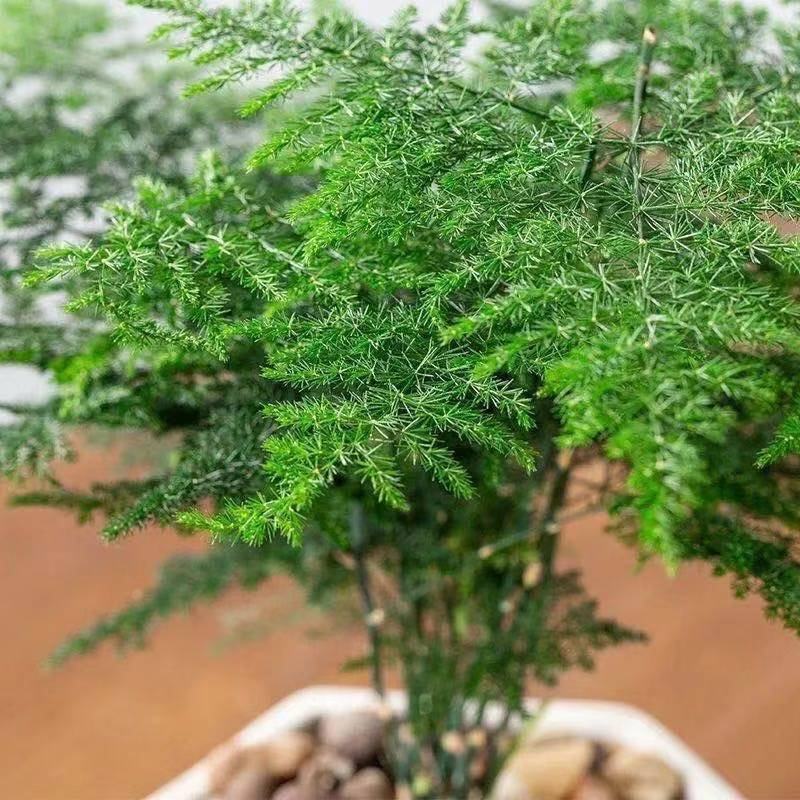 文竹盆栽盆景植物室内客厅花卉办公室桌面绿植好养四季常青大