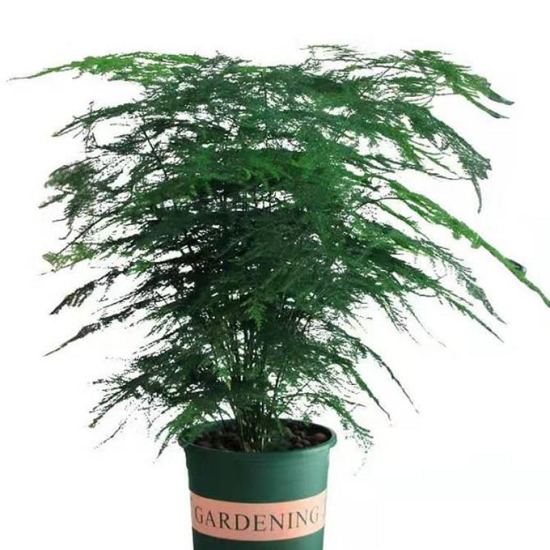 文竹盆栽盆景植物室内客厅花卉办公室桌面绿植好养四季常青大