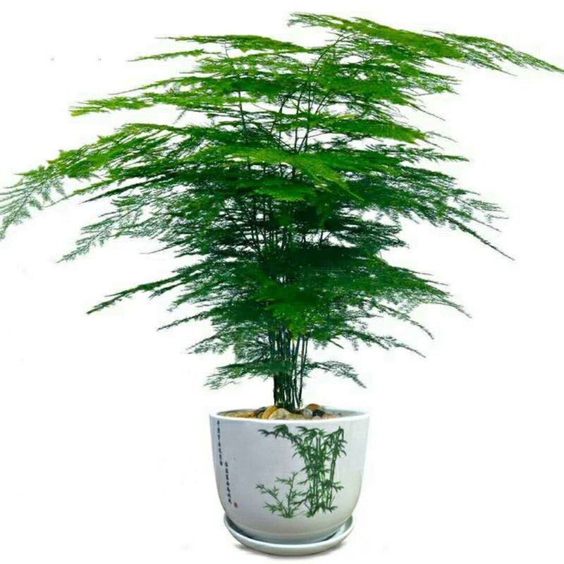 文竹盆栽盆景植物室内客厅花卉办公室桌面绿植好养四季常青大