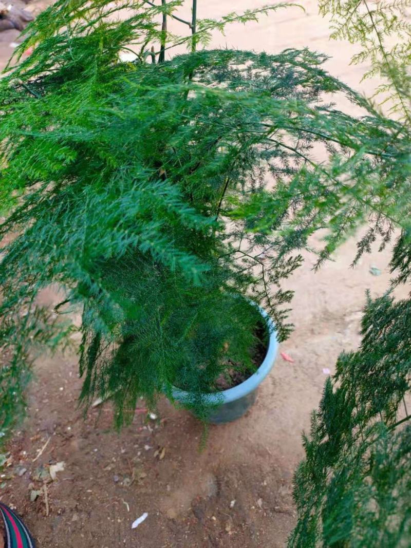 文竹盆栽盆景植物室内客厅花卉办公室桌面绿植好养四季常青大