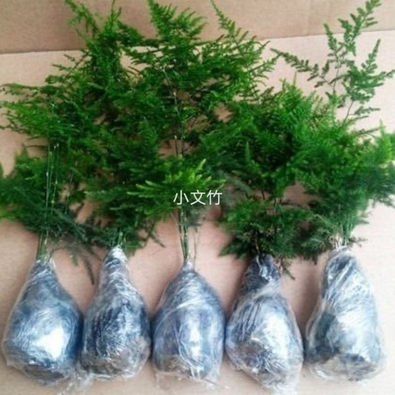 文竹盆栽盆景植物室内客厅花卉办公室桌面绿植好养四季常青大