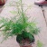 文竹盆栽盆景植物室内客厅花卉办公室桌面绿植好养四季常青大