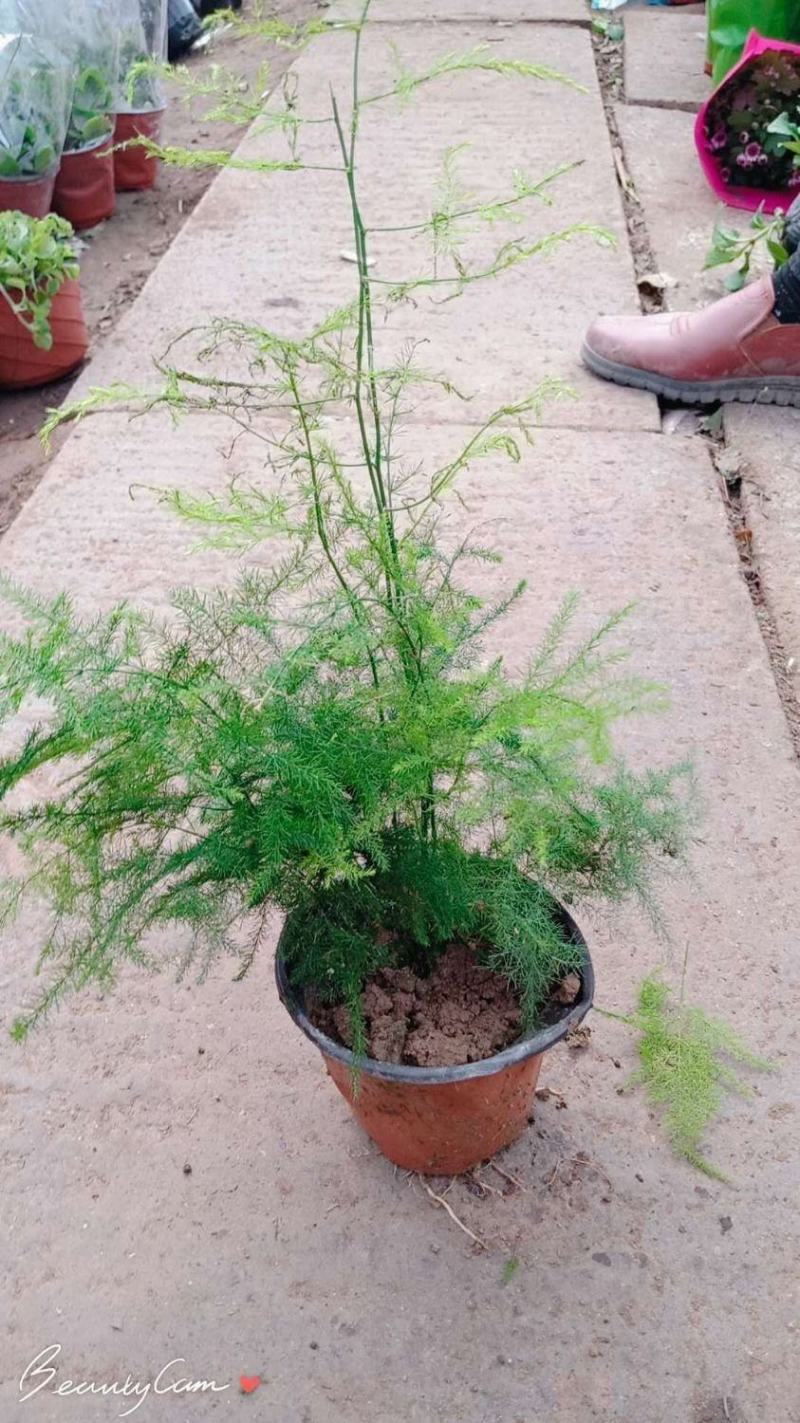 文竹盆栽盆景植物室内客厅花卉办公室桌面绿植好养四季常青大
