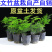 文竹盆栽盆景植物室内客厅花卉办公室桌面绿植好养四季常青大