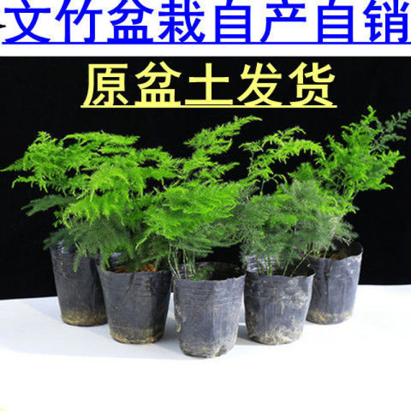 文竹盆栽盆景植物室内客厅花卉办公室桌面绿植好养四季常青大