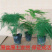文竹盆栽盆景植物室内客厅花卉办公室桌面绿植好养四季常青大