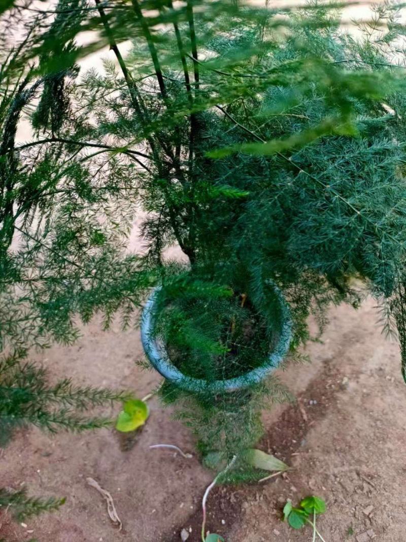 文竹盆栽盆景植物室内客厅花卉办公室桌面绿植好养四季常青大