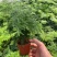 文竹盆栽盆景植物室内客厅花卉办公室桌面绿植好养四季常青大