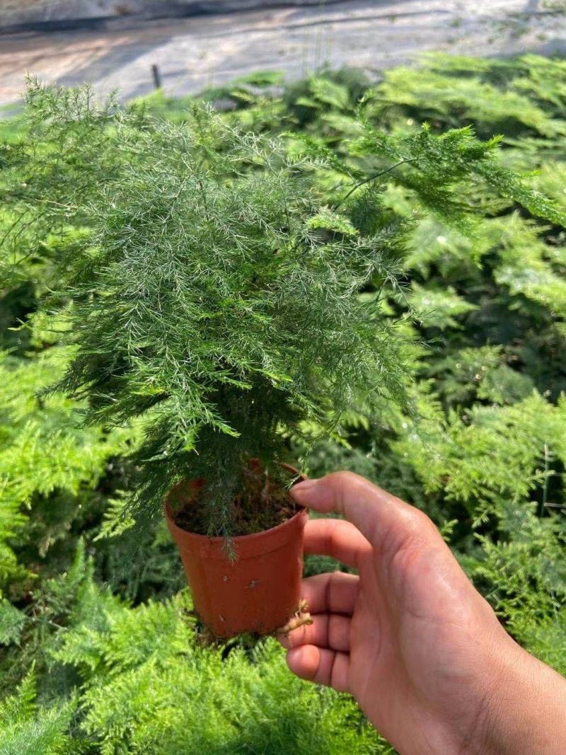 文竹盆栽盆景植物室内客厅花卉办公室桌面绿植好养四季常青大