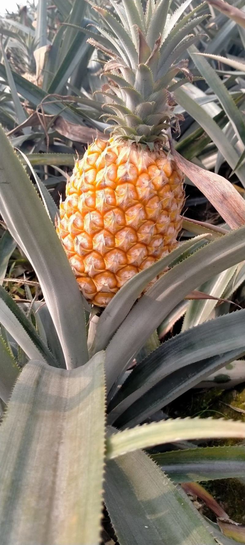 云南红河河口香水菠萝\大量现货丶产地直发电商货、市场货