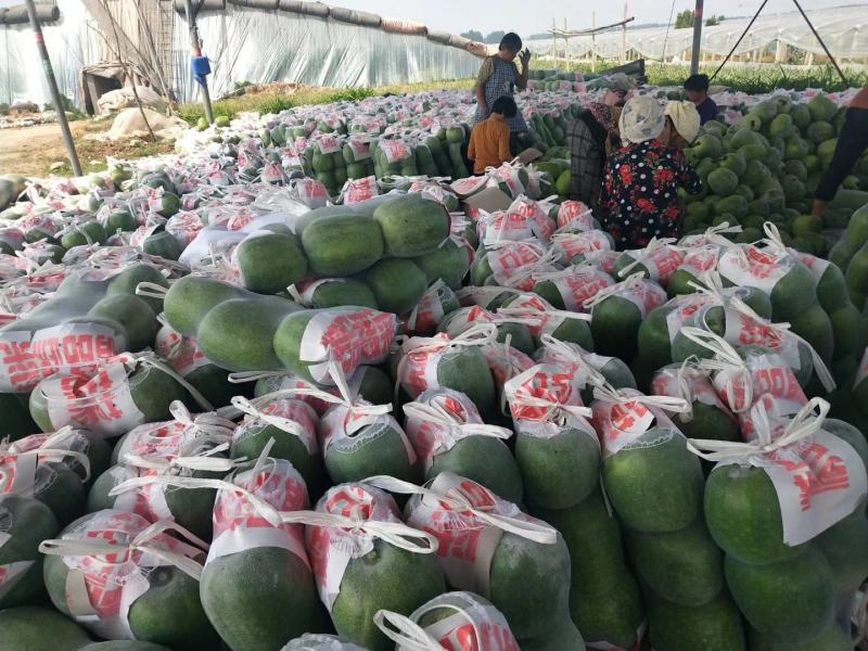 冬瓜，莘县一串玲吊冬瓜，白霜冬瓜，诚信代收，代发全国