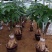 发财树盆栽花卉绿植室内客厅独杆辫子植物盆景摇钱树四季常青