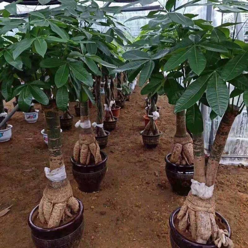 发财树盆栽花卉绿植室内客厅独杆辫子植物盆景摇钱树四季常青