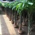 发财树盆栽花卉绿植室内客厅独杆辫子植物盆景摇钱树四季常青