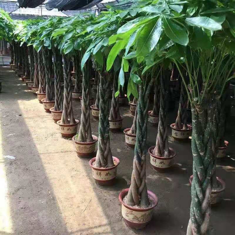 发财树盆栽花卉绿植室内客厅独杆辫子植物盆景摇钱树四季常青