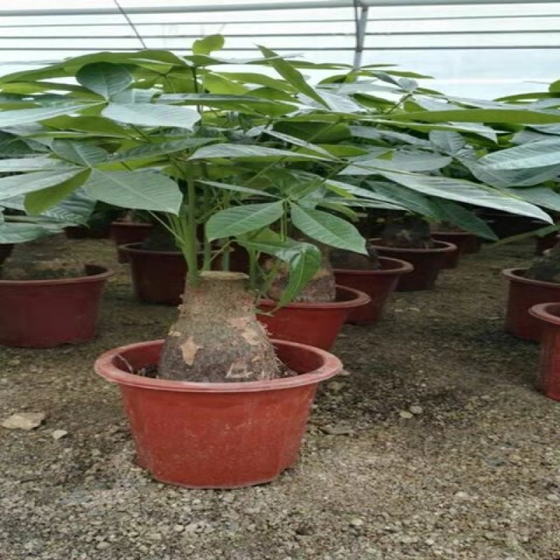发财树盆栽花卉绿植室内客厅独杆辫子植物盆景摇钱树四季常青