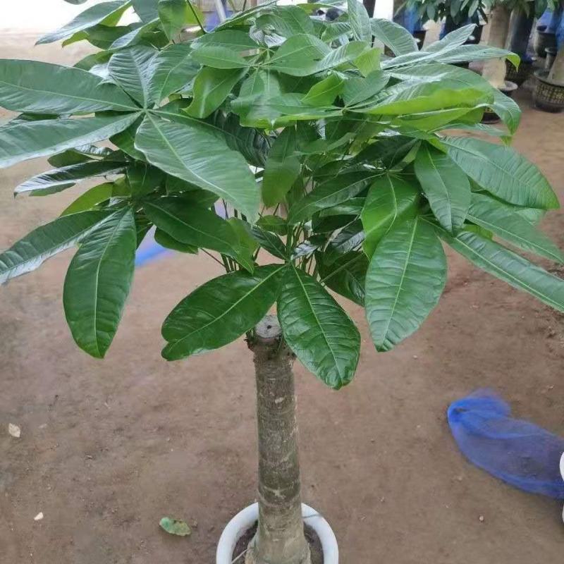 发财树盆栽花卉绿植室内客厅独杆辫子植物盆景摇钱树四季常青