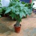 发财树盆栽花卉绿植室内客厅独杆辫子植物盆景摇钱树四季常青