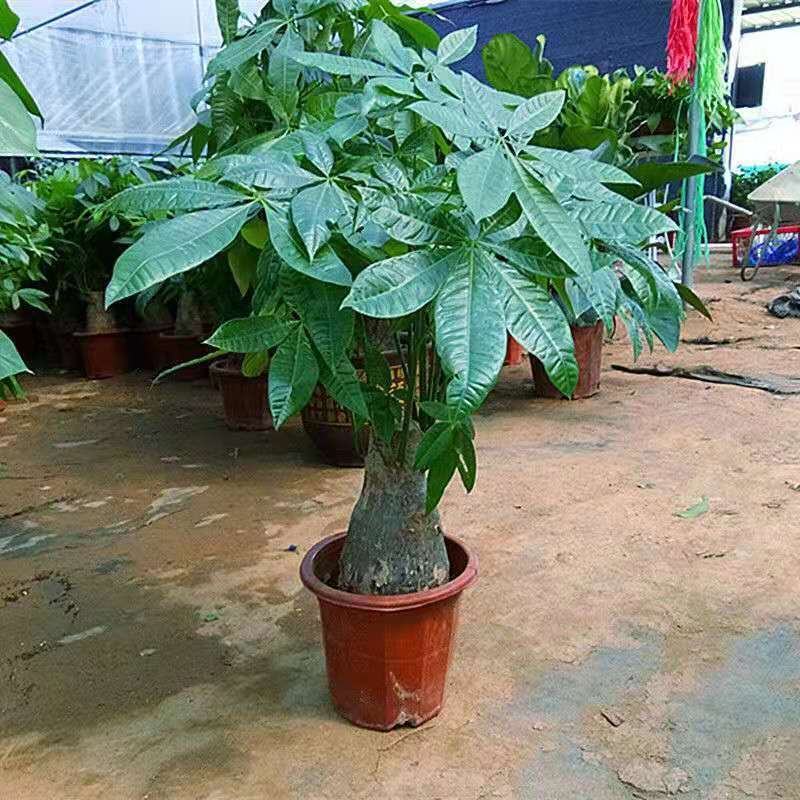 发财树盆栽花卉绿植室内客厅独杆辫子植物盆景摇钱树四季常青