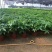 发财树盆栽花卉绿植室内客厅独杆辫子植物盆景摇钱树四季常青