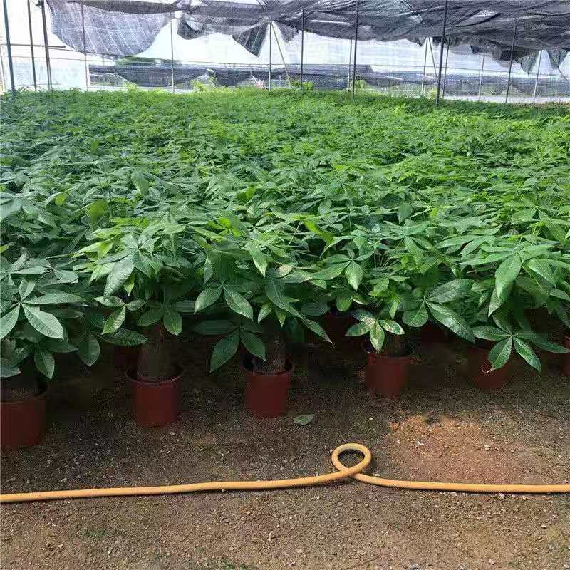 发财树盆栽花卉绿植室内客厅独杆辫子植物盆景摇钱树四季常青