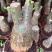 发财树盆栽花卉绿植室内客厅独杆辫子植物盆景摇钱树四季常青