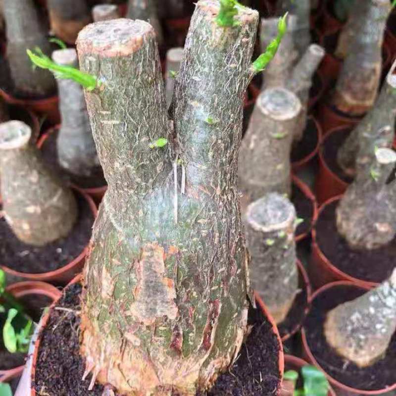 发财树盆栽花卉绿植室内客厅独杆辫子植物盆景摇钱树四季常青