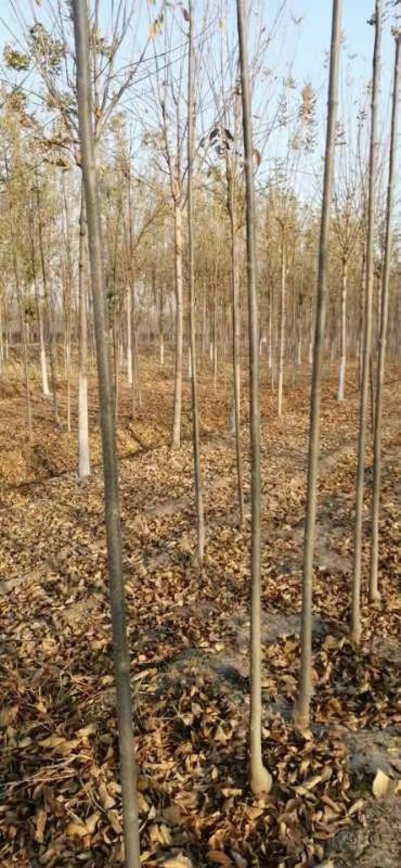 白蜡苗80cm以上籽播。当年苗。价格高。地头装车上货