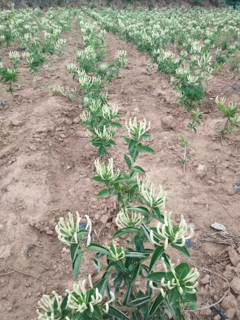 金银花苗，种植基地直供