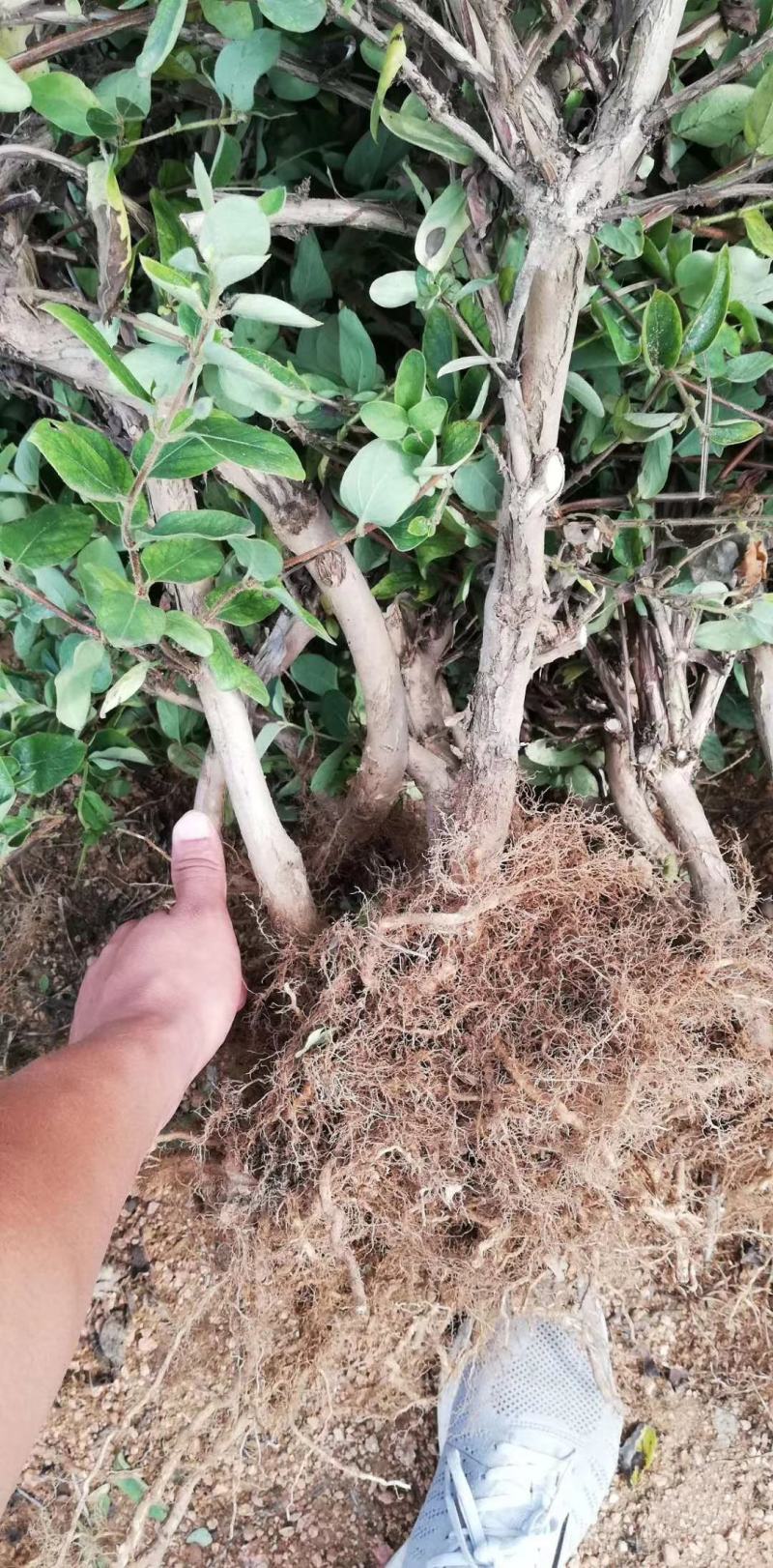 金银花苗，种植基地直供