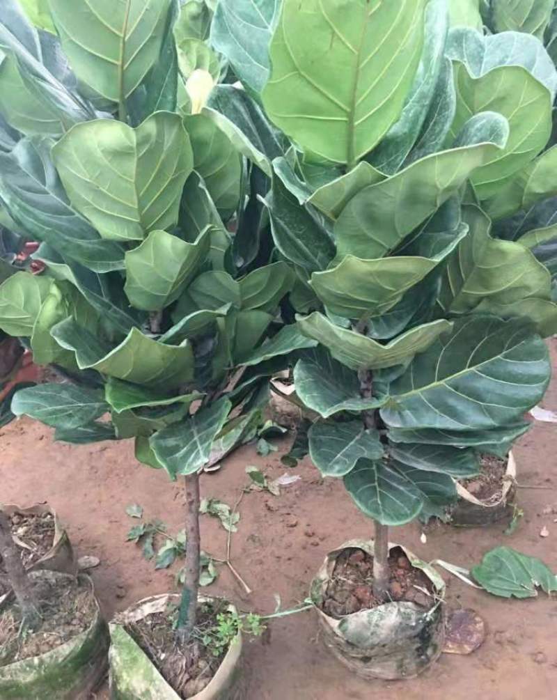 琴叶榕盆栽植物室内办公室绿植四季常青大叶植物花卉小盆栽小