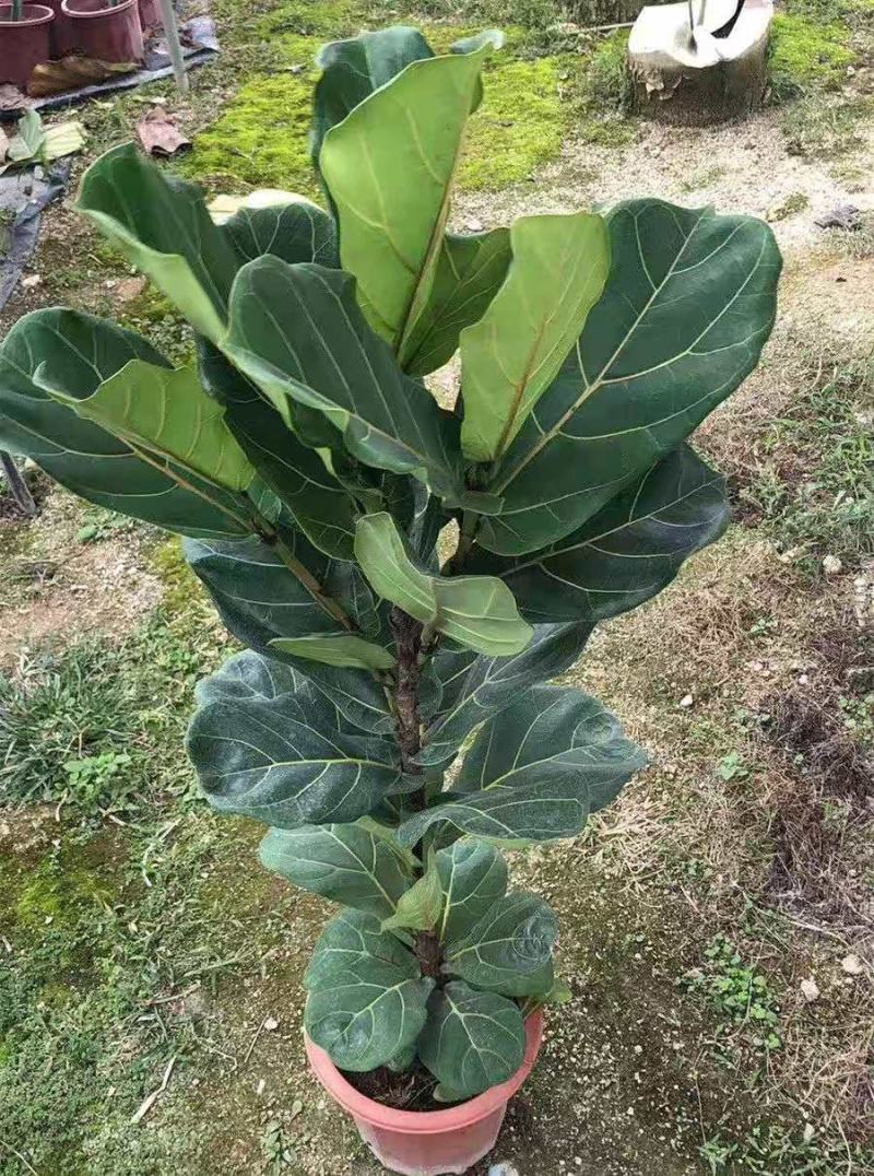 琴叶榕盆栽植物室内办公室绿植四季常青大叶植物花卉小盆栽小