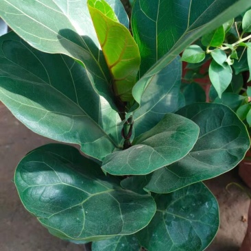 琴叶榕盆栽植物室内办公室绿植四季常青大叶植物花卉小盆栽小