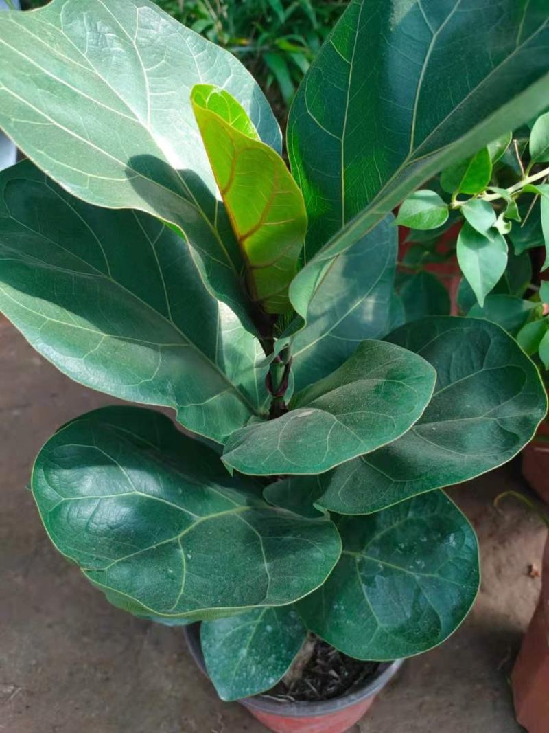 琴叶榕盆栽植物室内办公室绿植四季常青大叶植物花卉小盆栽小