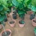 琴叶榕盆栽植物室内办公室绿植四季常青大叶植物花卉小盆栽小