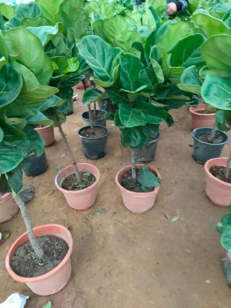 琴叶榕盆栽植物室内办公室绿植四季常青大叶植物花卉小盆栽小